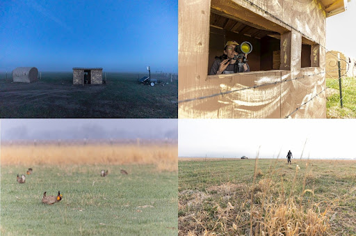 A Booming Bird: Greater Prairie Chickens