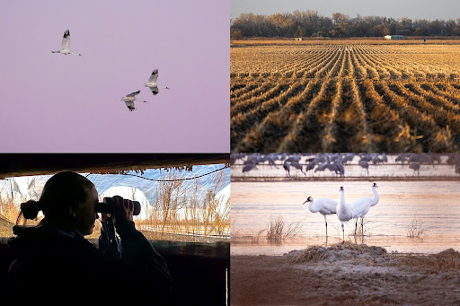 Whooping Crane Behavioral Surveys